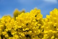 Gorse flower in bloom