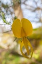 Gorse flower closeup