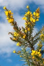 Gorse Flowers Royalty Free Stock Photo