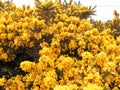 Gorse Flowers. Royalty Free Stock Photo