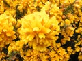 Gorse Flowers. Royalty Free Stock Photo