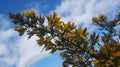 Gorse flowers in early spring Ulex growing in New Zealand