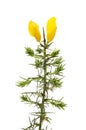 Gorse flowers and foliage Royalty Free Stock Photo