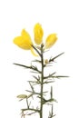 Gorse flowers and foliage Royalty Free Stock Photo