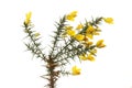 Gorse flowers and foliage Royalty Free Stock Photo