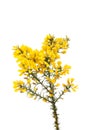 Gorse flowers and foliage Royalty Free Stock Photo