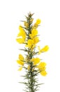 Gorse flowers and foliage Royalty Free Stock Photo