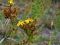 Gorse Royalty Free Stock Photo