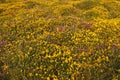 Gorse & Heather