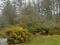 Gorse shurb and pine forest in thee fog Royalty Free Stock Photo