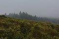 Gorse shurbs and pine forest in the fog Royalty Free Stock Photo