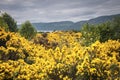 Gorse, Ulex europaeus