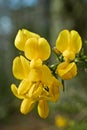 Gorse. Ulex europaeus