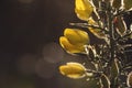 Gorse yellow flowers close up Royalty Free Stock Photo