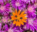Gorteria diffusa wildflower Royalty Free Stock Photo