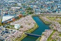 Goryokaku park in springtime cherry blossom season ( April, May ), aerial view star shaped fort in sunny day