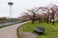 Goryokaku park and tower with sakura, Hakodate