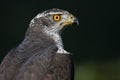 Goshawk Royalty Free Stock Photo