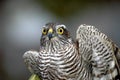 Goshawk Royalty Free Stock Photo