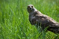 Goshawk