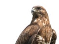 Goshawk Royalty Free Stock Photo