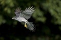 GOSHAWK accipiter gentilis, ADULT IN FLIGHT, NORMANDY IN FRANCE