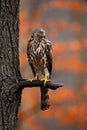 Goshawk, Accipiter gentilis, bird of prey sitting oh the branch in autumn forest in background