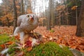 Goshawk, Accipiter gentilis, feeding on killed hare in the forest. Bird of Prey with fur catch in the habitat. Animal behaviour,