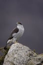 Goshawk, Accipiter gentilis