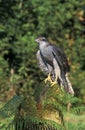 Goshawk, Accipiter gentilis