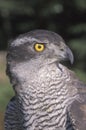 Goshawk, Accipiter gentilis