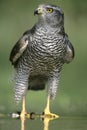 Goshawk, Accipiter gentilis