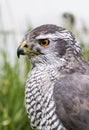 Goshawk Close up