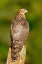 Goshawk with evening sun back light, nature forest habitat in the background, landing on tree trunk, Sweden. Aciton wildlife scene