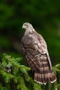 Goshawk with evening sun back light, nature forest habitat in the background, landing on tree trunk, Sweden. Aciton wildlife scene