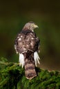 Goshawk with evening sun back light, nature forest habitat in the background, landing on tree trunk, Sweden. Aciton wildlife scene