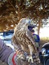 Goshawk, Falcon raptors. Falconry For hunting