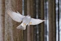 Goshawk flight, Germany. Northern Goshawk landing on spruce tree during winter with snow. Wildlife scene from winter nature. Bird Royalty Free Stock Photo