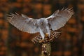 Goshawk flying, bird of prey with open wings with evening sun back light, nature forest habitat, Germany. Wildlife scene from