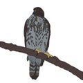 Goshawk isolated birds. Set of realistic birds.Hand drawn vector sketch