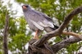 goshawk at karoo national park Royalty Free Stock Photo