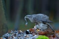 Goshawk kill Common Pheasant on the grass in green forest, bird of prey in the nature habitat, Norway Royalty Free Stock Photo