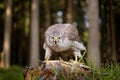 Goshawk with killed Common Pheasant on the moss in green forest, bird of prey in the nature habitat, Germany. Bird bahaviour, Royalty Free Stock Photo