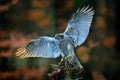 Goshawk landing, bird of prey with open wings with evening sun back light, nature forest habitat in background, landing on tree