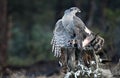 goshawk with prey poses in its watchtower Royalty Free Stock Photo