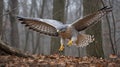 Goshawk\'s Ambush in a Deciduous Forest