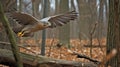 Goshawk\'s Ambush in a Deciduous Forest