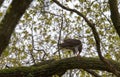 Goshawk's meal. Royalty Free Stock Photo