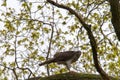 Goshawk's meal.