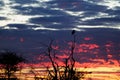 Goshawk in silhouette. Madikwe Game Reserve, South Africa